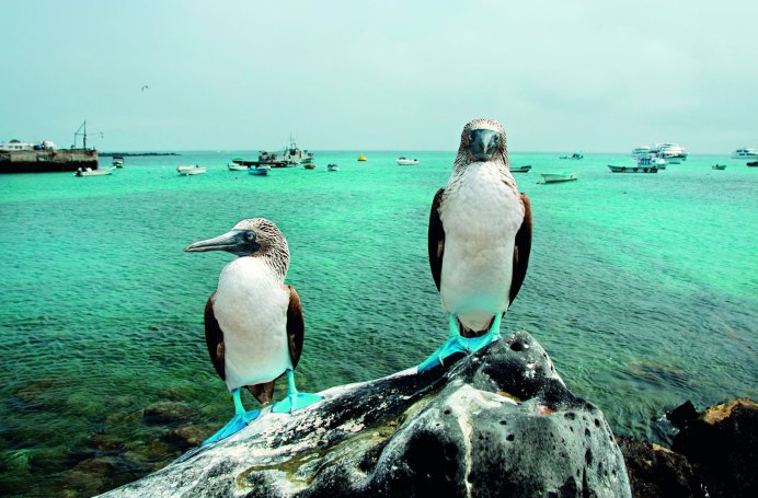 Галапагосский Буревестник
