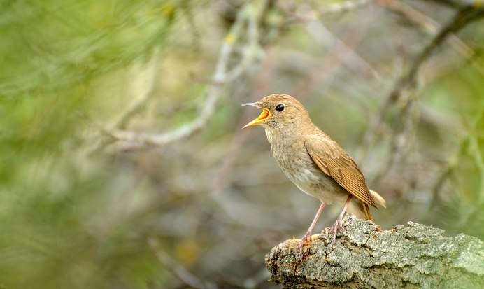 Соловей самец фото