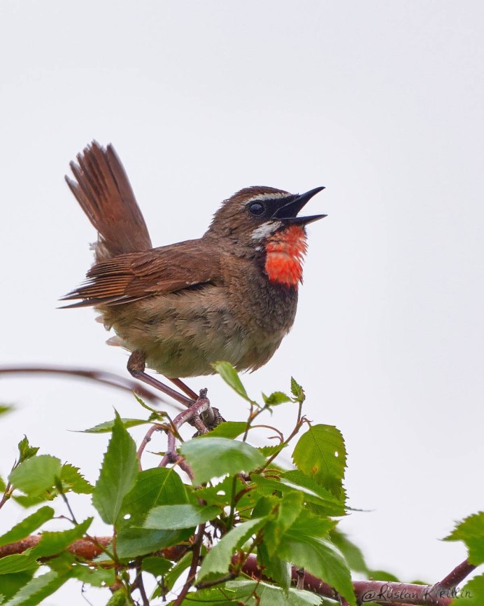 Курский Соловей