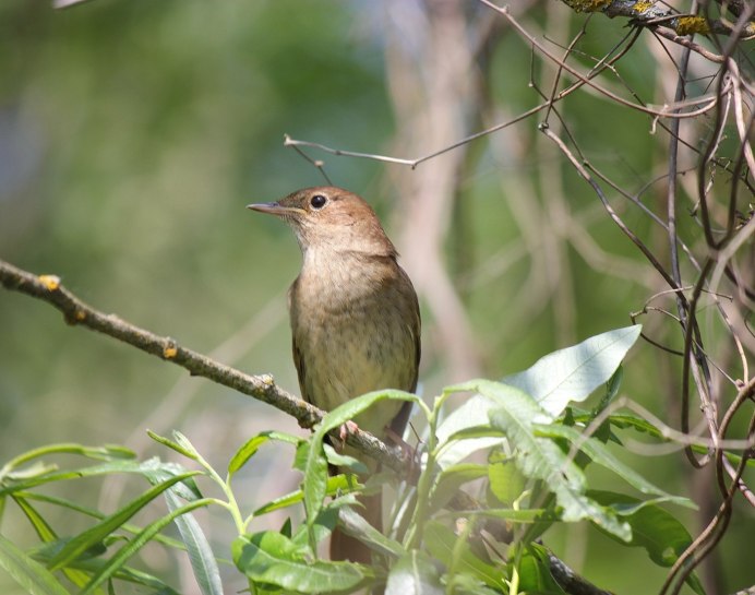 Полевой Дрозд