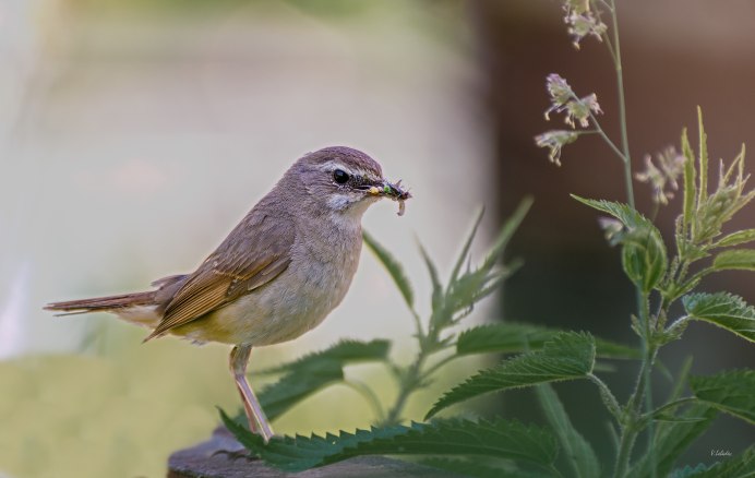 Соловей красношейка самка