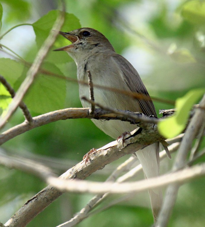 Обыкновенная чечевица птица самка