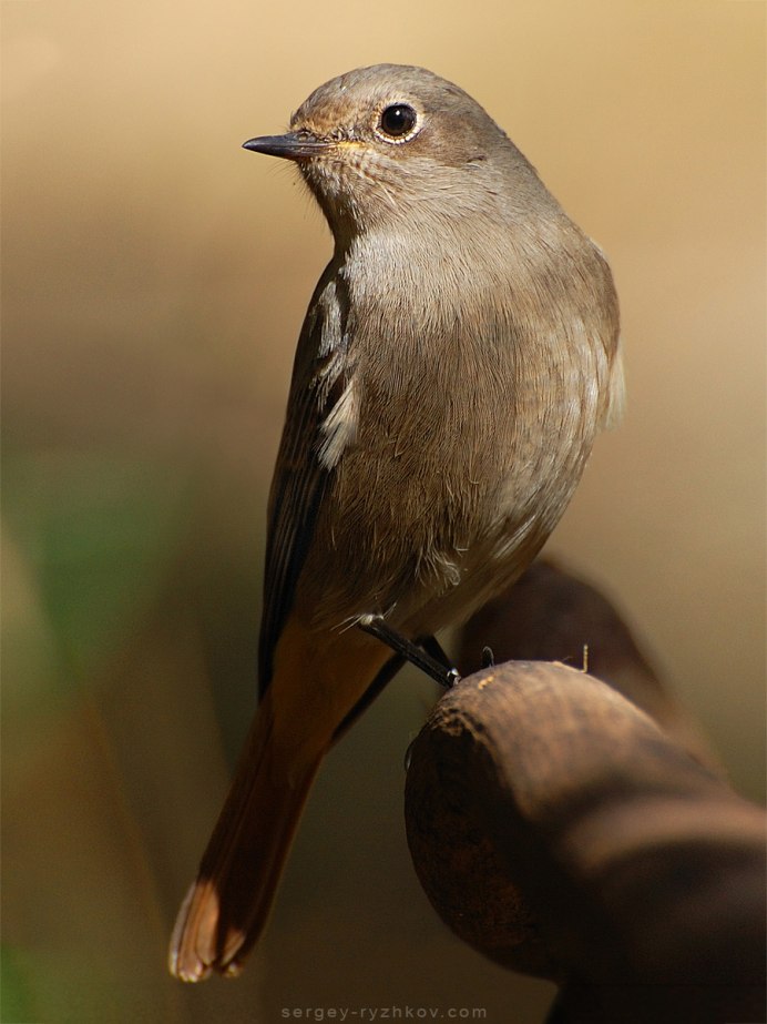 Соловей самка