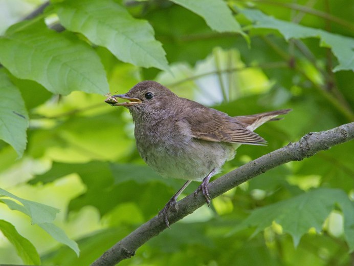 Сибирский Соловей фото