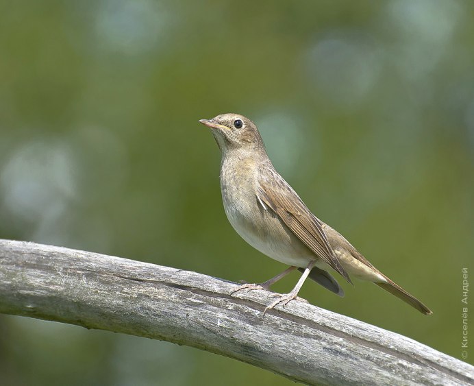 Соловей (Luscinia Luscinia)