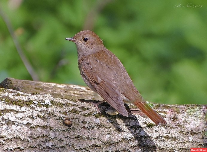 Соловей-красношейка Luscinia Calliope