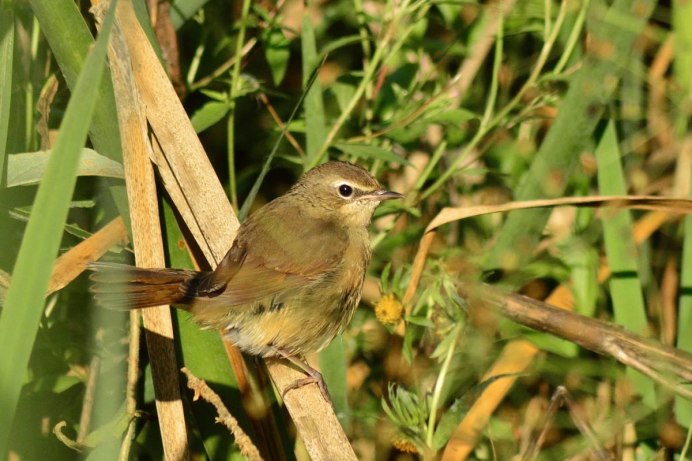 Соловей обыкновенный гнездо