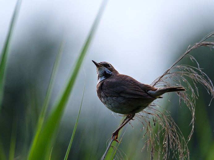 Певчие птицы Соловей