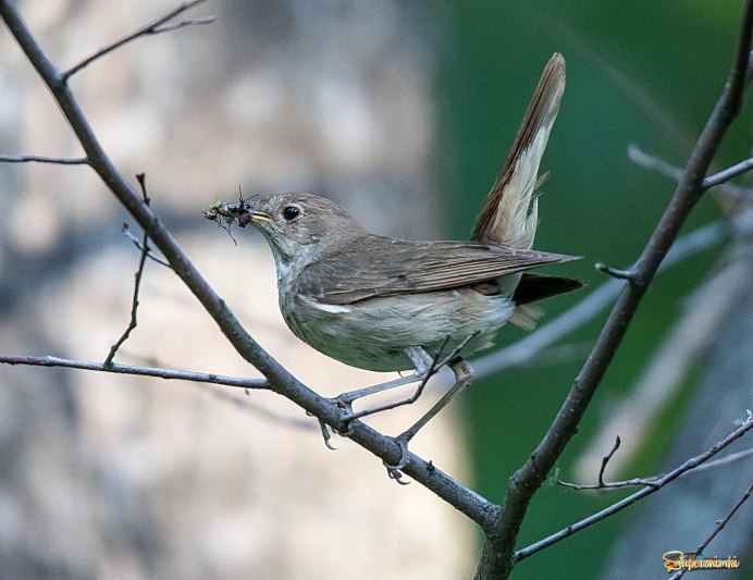 Соловей (Luscinia Luscinia)