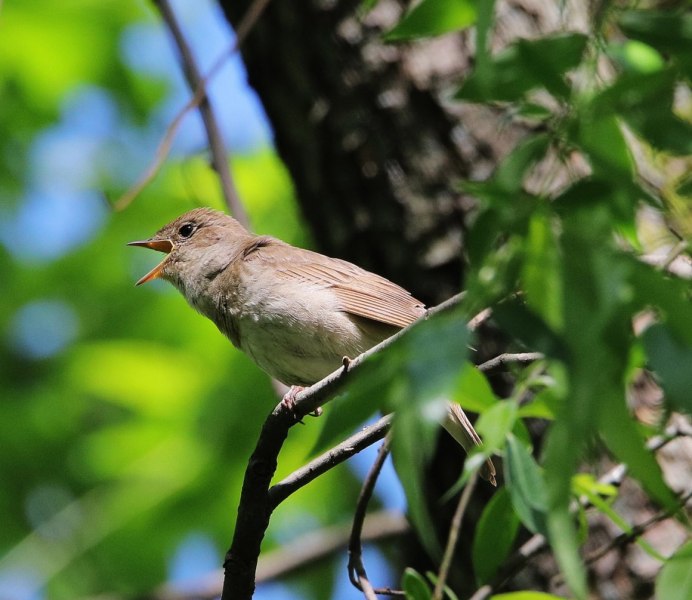 Соловей-Свистун в Уссурийской тайге