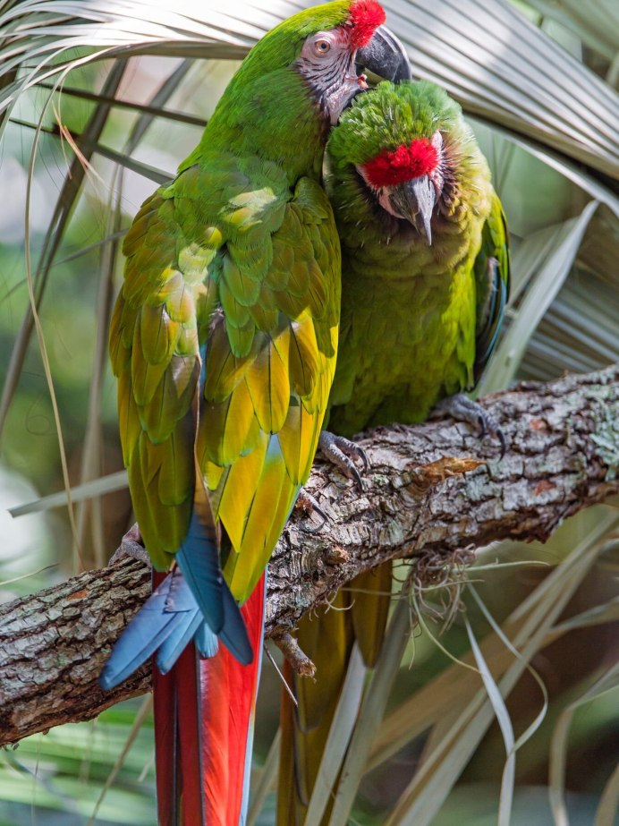 Попугаи в дикой природе