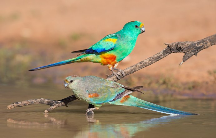 Длиннохвостый попугай