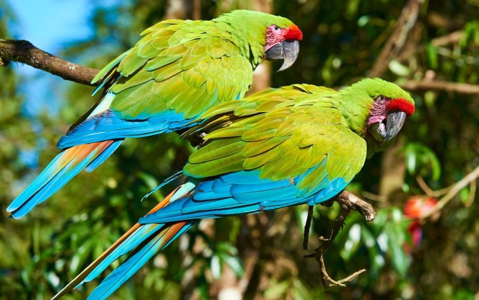 Попугай Макао