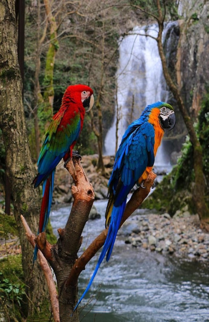 Попугаи в дикой природе