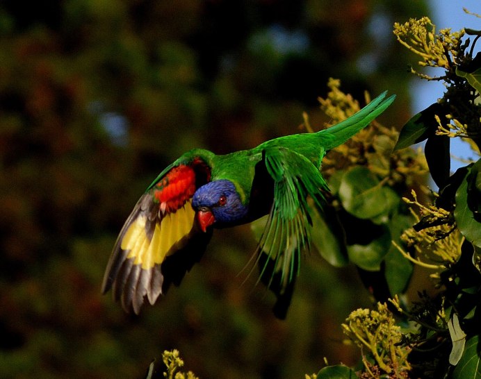 Попугаи в природе
