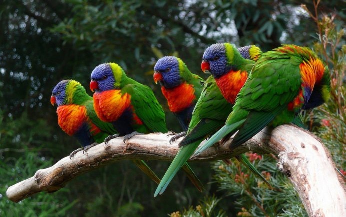 Какаду лорикет