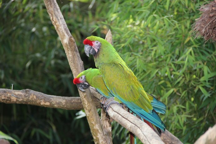 Австралия джунгли попугаи