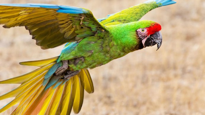 Сельва попугай ара