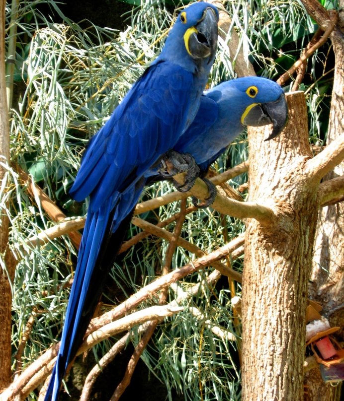 Лоро парк попугаи