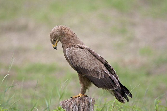 Большой подорлик Aquila clanga Pallas, 1811