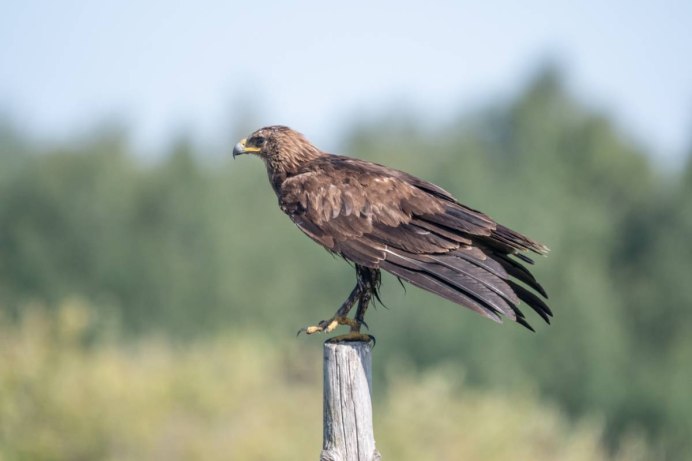 Большой подорлик - Aquila clanga Pallas