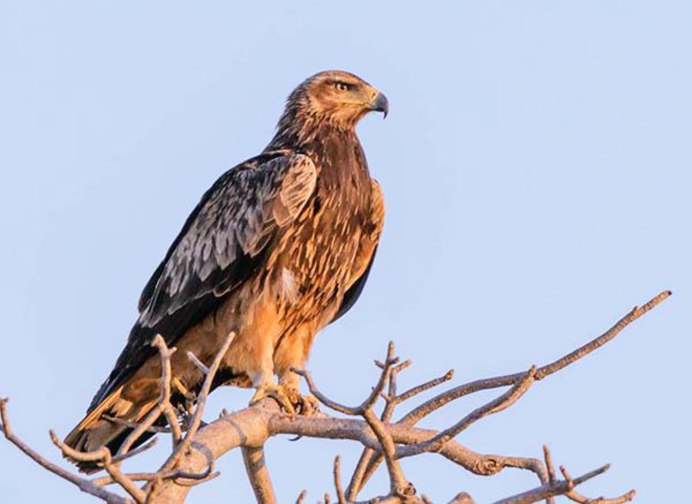 Большой подорлик Aquila clanga