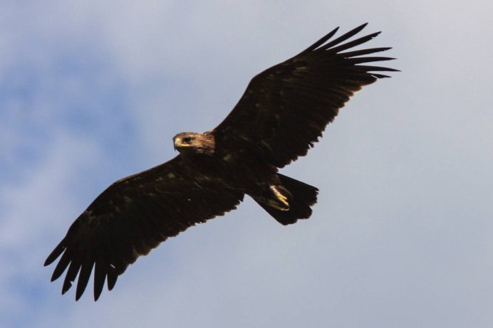 Большой подорлик (Aquila clanga Pall.)