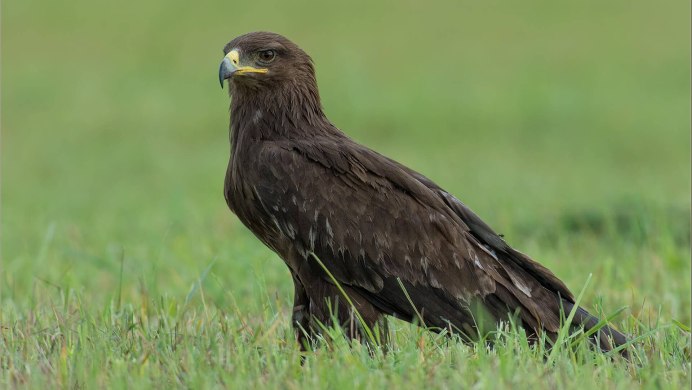 Малый подорлик - Aquila pomarina