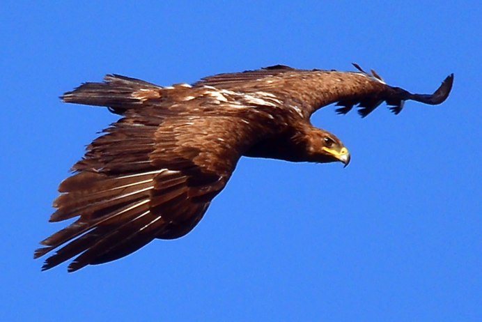 Малый подорлик - Aquila pomarina
