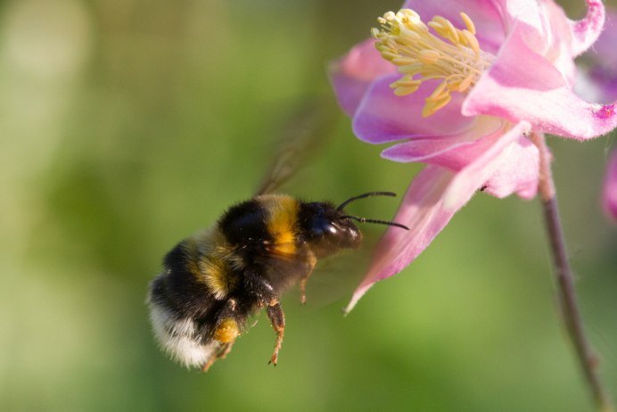 Bombus Bombus Шмель