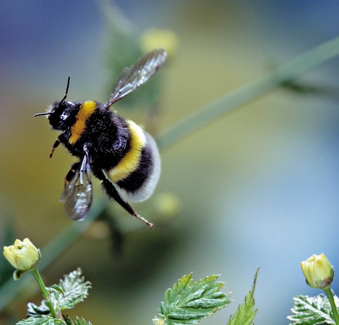 Шмель плодовый Bombus pomorum