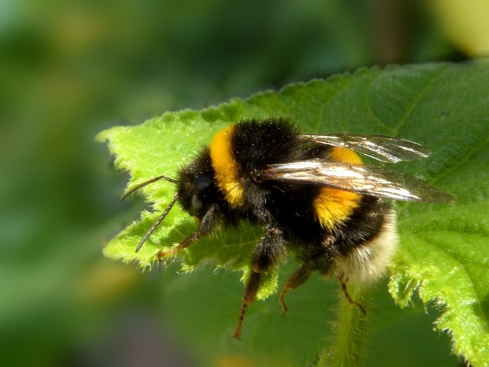 Bombus Sylvarum Шмель