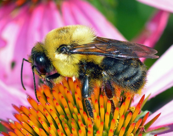 Шмель необыкновенный (Bombus paradoxus)