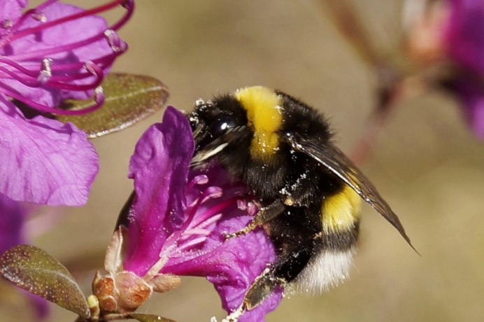 Bombus Bombus Шмель