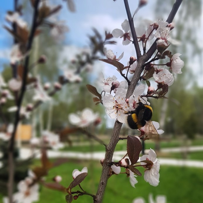 Шмель СПОРАДИЧНЫЙ
