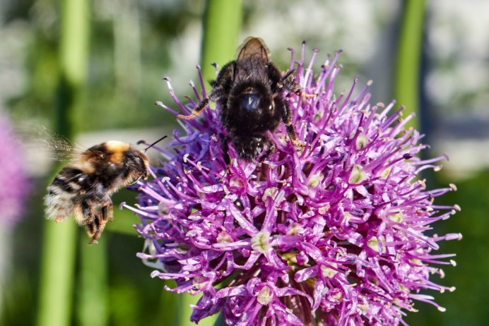 Bumblebee Шмель