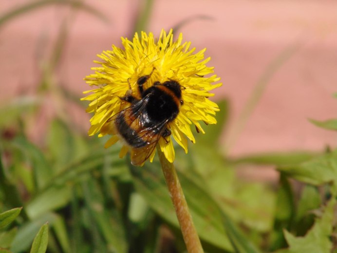 Шмель необыкновенный (Bombus paradoxus)