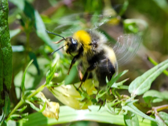 Шмель Bombus pascuorum