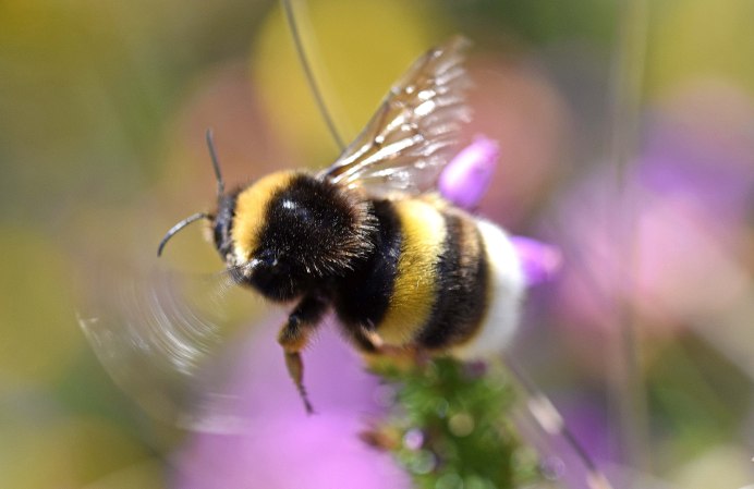 Степной Шмель Bombus fragrans