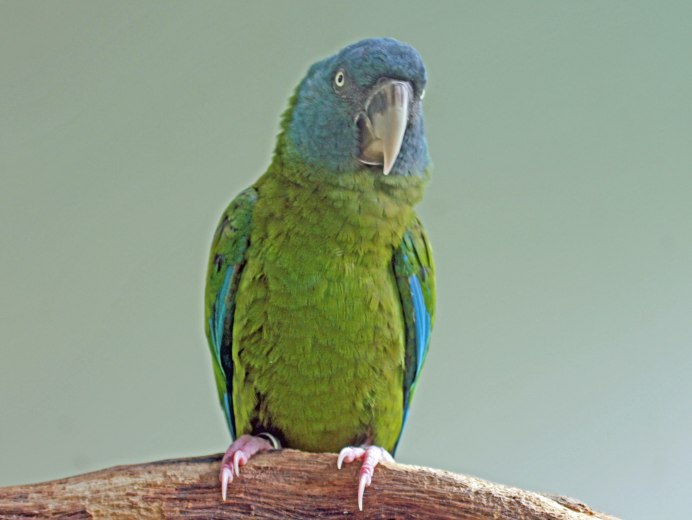 Primolius couloni