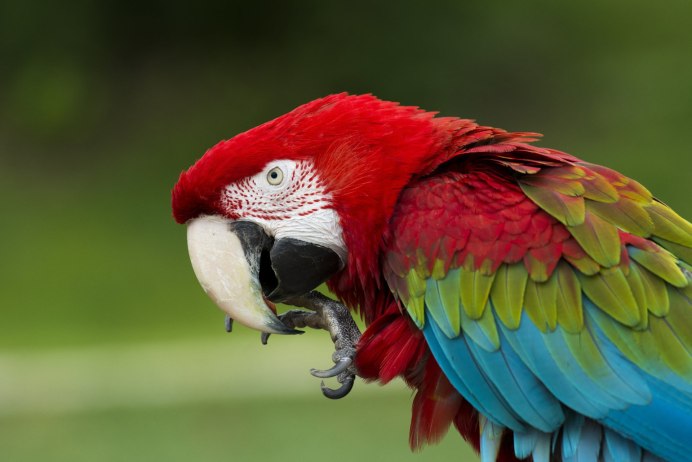 Ара синеголовый (кулони малый)Blue-headed Macaw