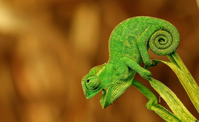 Хамелеон OPENSUSE