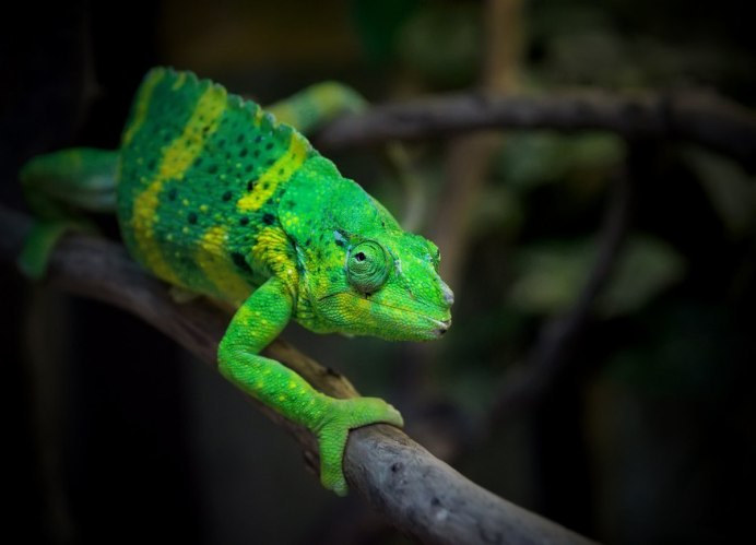 Хамелеон SUSE