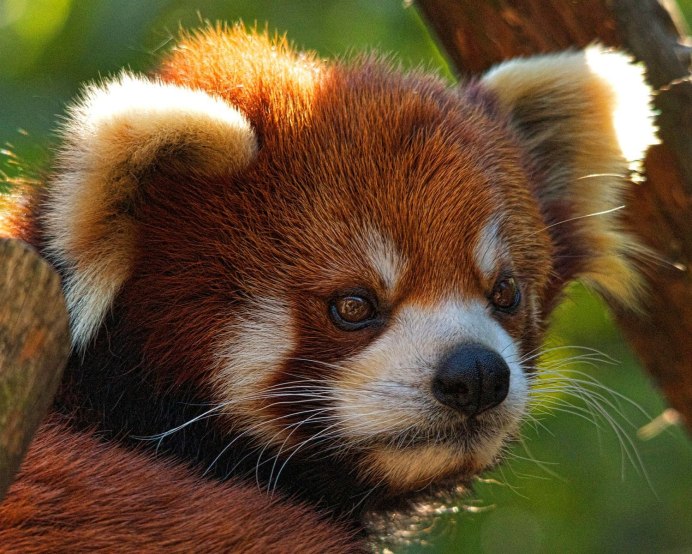 Медвежонок красной панды