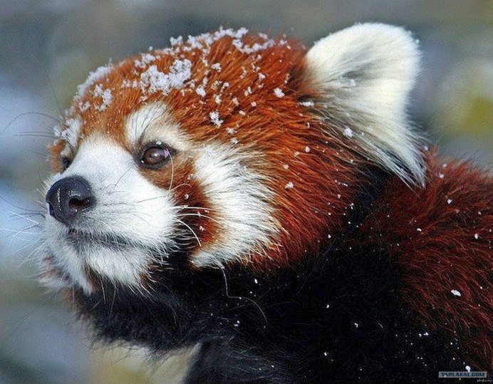 Огненная кошка медведь