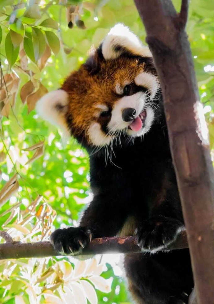 Красная енотовидная Панда