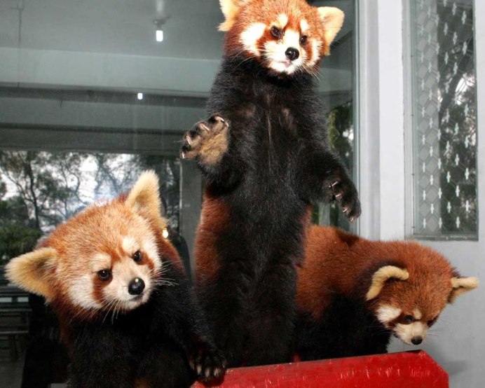 Панда Стайана