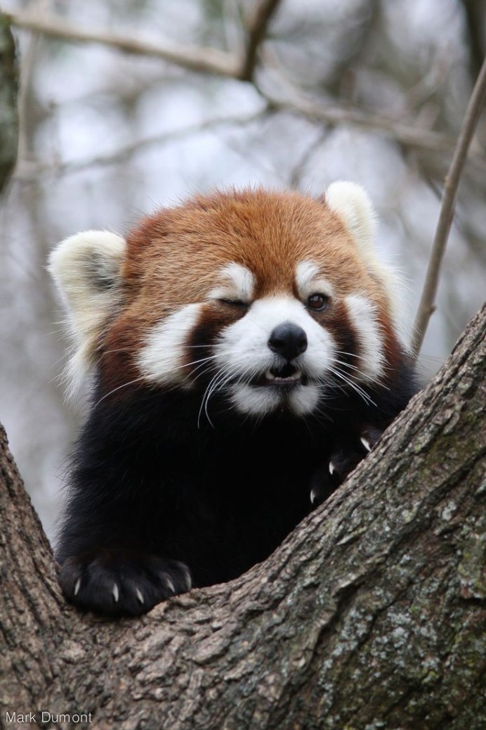 Малая красная Панда