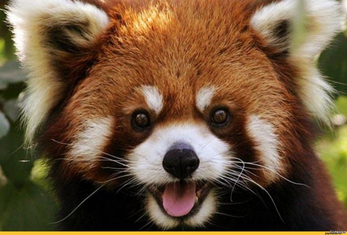Красная енотовидная Панда