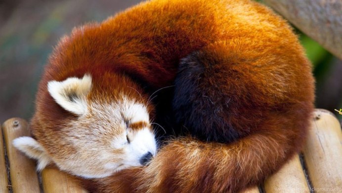 Firefox малая Панда